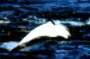 nz bild 35 Delfin Christchurch Neuseeland